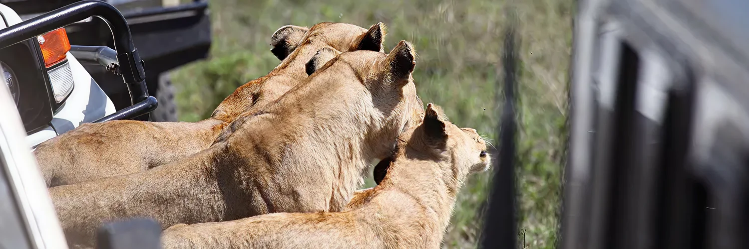 Guided-game-drive-in-Masai-Mara 1.webp